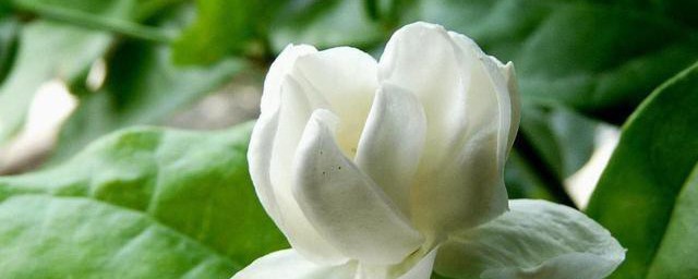 摘下茉莉鲜花保存技巧 茉莉鲜花存放的次序