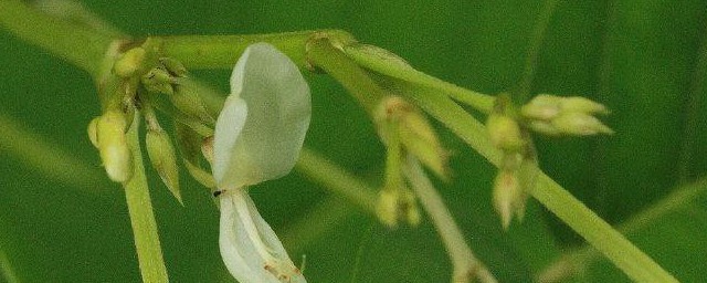 苏花的功效与作用 苏花的相关介绍