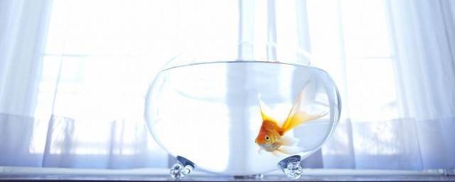 家中养鱼是有哪些风水禁忌 家中养鱼要注意什么