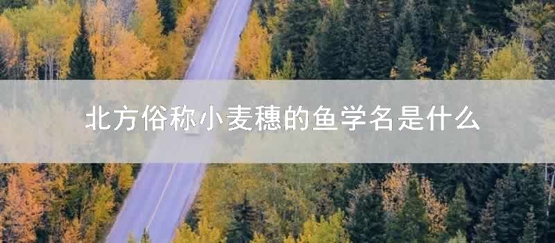 北方俗称小麦穗的鱼学名是什么