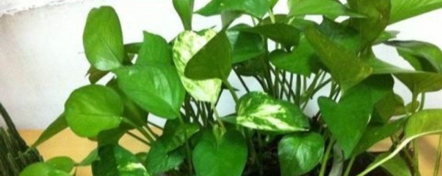 植物风水摆放的禁忌 植物风水摆放要注意什么