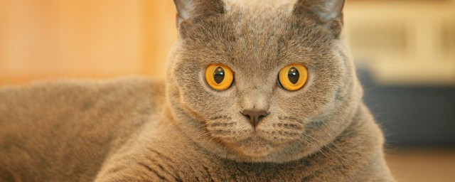 养猫有哪些诡异忌讳 养猫的时候需要知道什么