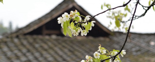 清明节出门有什么忌讳吗 清明节出门要注意什么