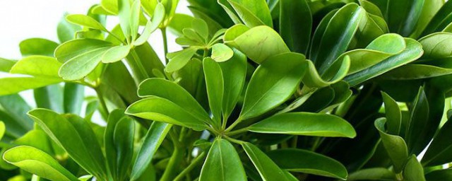 招财树摆放禁忌有哪些 招财树摆放禁忌简单简介