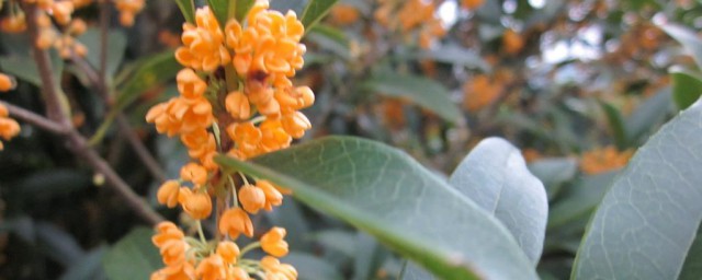 桂花种子传播的技巧 桂花种子怎样种植