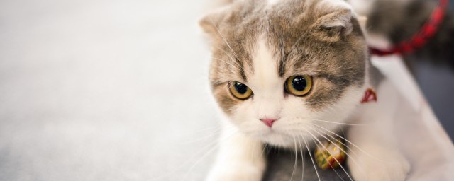 猫咪肠胃不好老吐怎样办 家里的猫经常会吐是什么原因怎样解决