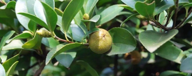 油茶树移栽技巧 油茶树苗移栽技巧