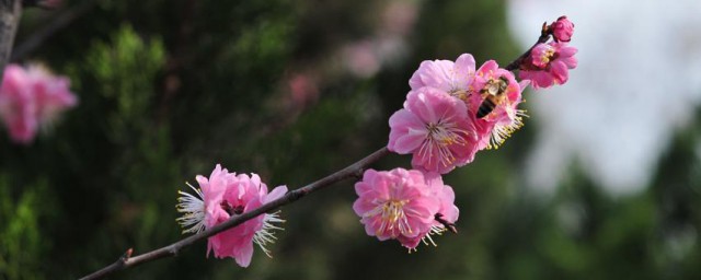 如何形容三月的季节 形容三月的句子