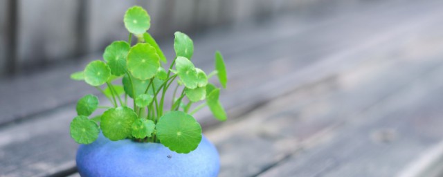 怎样挑选铜钱草 铜钱草应该怎样养