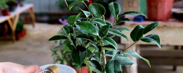 金豆植物的养殖方法 简述金豆植物的养殖要领