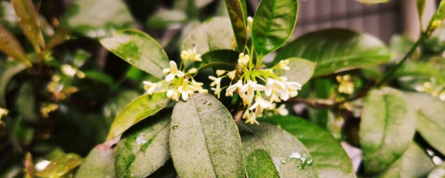 冬季桂花栽植技巧 桂花浇多少水合适