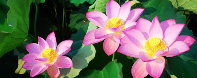 观赏莲花的养殖技巧 简介观赏莲花的养殖技巧