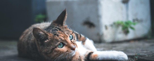 牛磺酸对猫咪的好处 牛磺酸对猫咪有什么好处