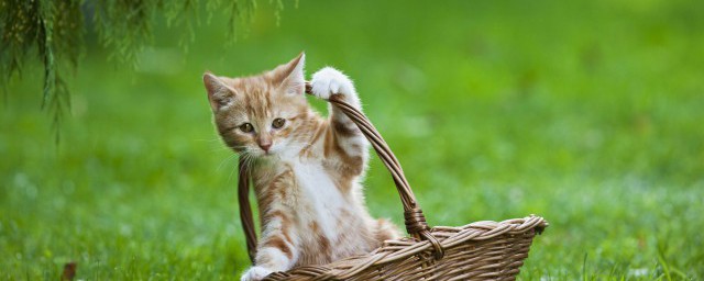 猫饭如何做猫咪爱吃 如何在家制作猫爱吃的湿粮猫饭
