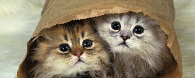 猫粮需要经常换吗 猫粮经常更换的注意事项