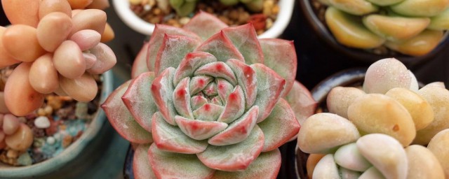 粉蓝鸟繁殖技巧 粉蓝鸟怎样繁殖