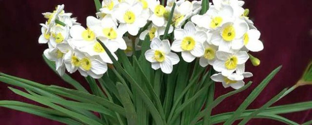 水仙花如何弄才能长高 水仙花长高的要领