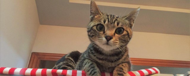 猫饭可以代替猫粮吗 猫饭和猫粮哪个好