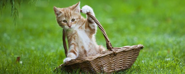 猫饭如何做猫咪食谱 营养均衡的猫咪食谱如何搭配