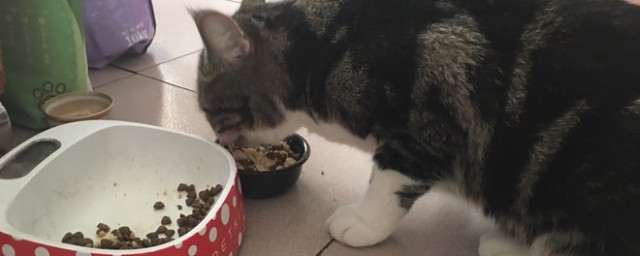 猫饭鸡胸肉做法 猫饭鸡胸肉怎么做