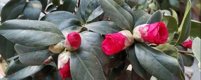 茶花冬季怎么管理 茶花冬季管理办法