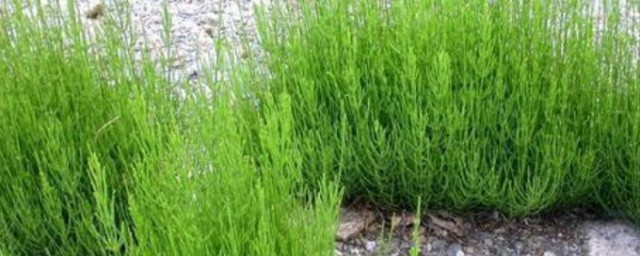 荆草是长什么样子的 荆草简单介绍