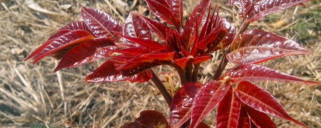 红油香椿树种子播种技巧 红油香椿树种子怎样种植