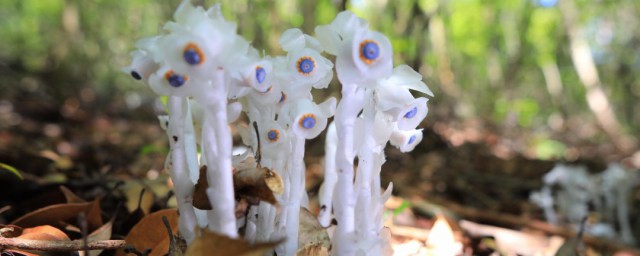 水晶兰种子的种植方式 怎么用种子繁殖水晶兰