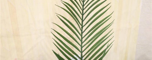 散尾葵叶插花技巧 插散尾葵叶子的次序