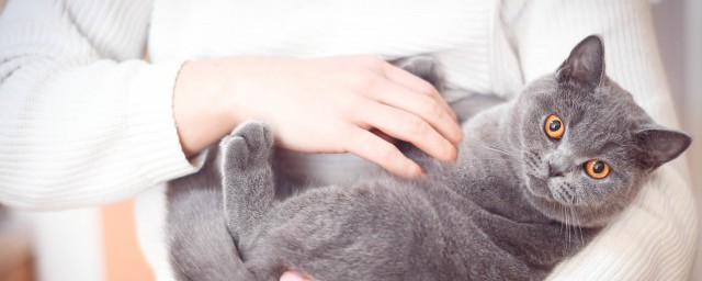 猫粮如何喂比较好 猫粮怎么喂合理