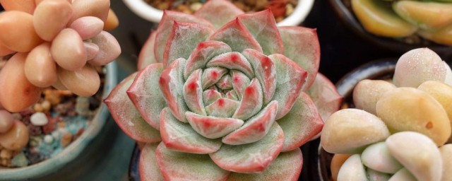 粉蓝鸟的种植技巧 粉蓝鸟的养殖技巧是什么