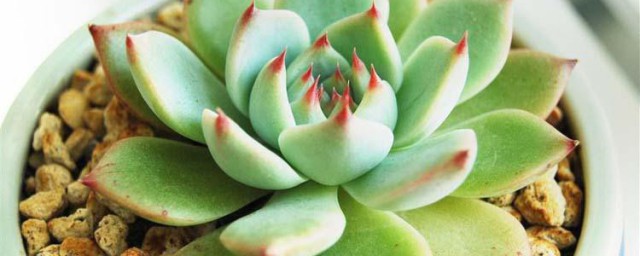 养殖花月夜需要注意什么 花月夜的家庭养殖技巧和注意事项