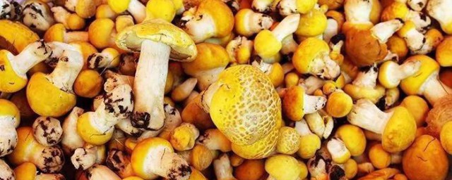 黄蘑菇怎样保存 黄蘑菇保存的技巧