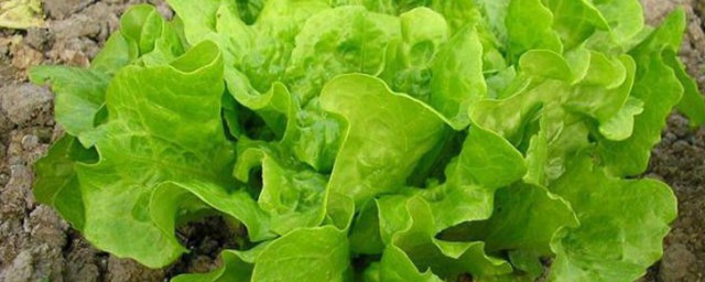 生菜种子怎样催芽 生菜催芽技巧