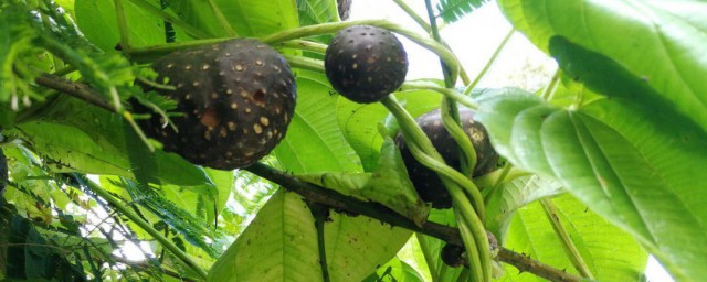 山药豆是山药的种子吗 山药豆的营养价值