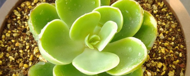 冬季的宝石花的养殖要领 如何在冬天养殖宝石花