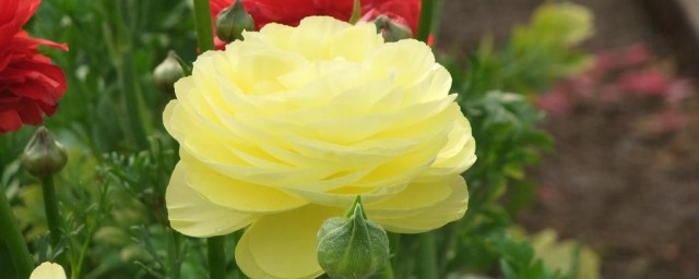 芹叶花种植方法 芹叶花如何养殖