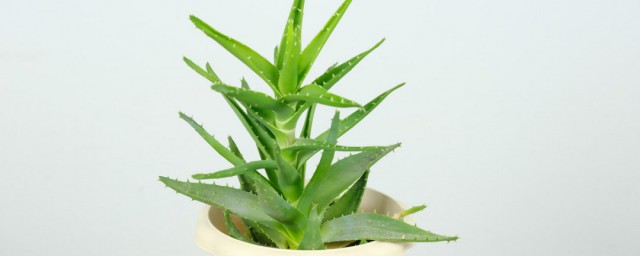 芦荟冬天怎样浇水 冬天给芦荟胶水的技巧