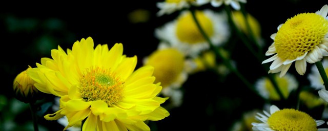 菊花冬季侧芽怎样处理 菊花冬季侧芽这样处理简单又好看