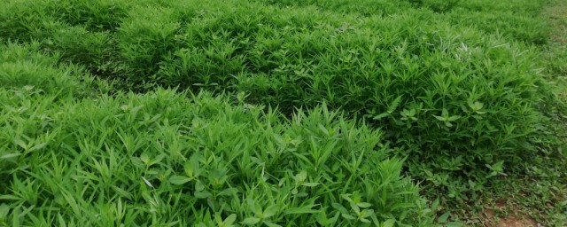 藜蒿种植方式及注意事项 藜蒿种植办法及注意事项介绍