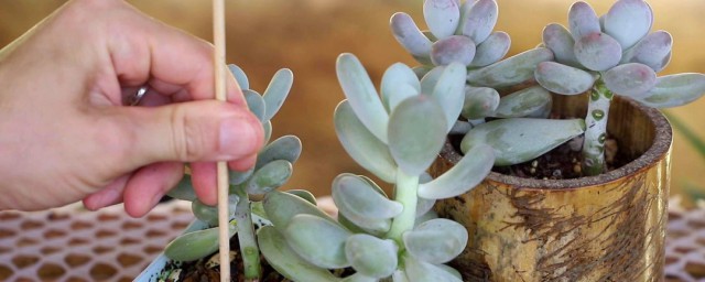 种多肉植物的方法 种多肉植物的要领分享