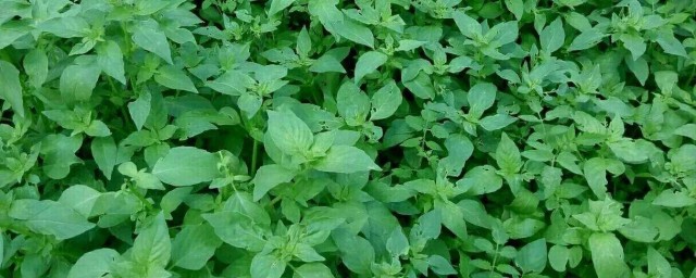 如何保存荆芥 怎么存放荆芥
