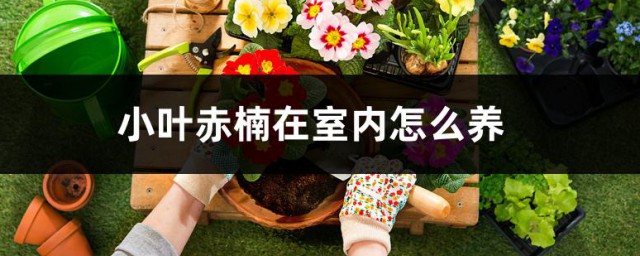小叶赤楠在室内如何养 小叶赤楠室内养殖要领