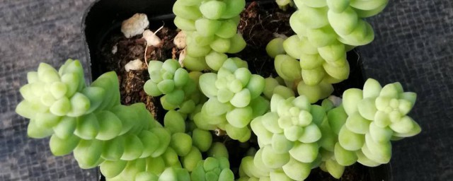 多肉玉缀的养殖小方式 多肉玉缀的养护方式