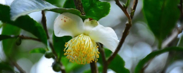 山茶花的采收加工技巧 山茶花什么时候采收呢