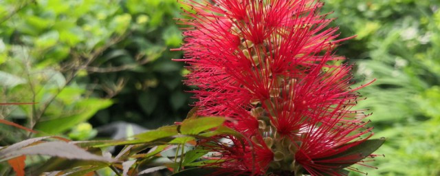 千层花实用种植技巧 千层花种植注意事项