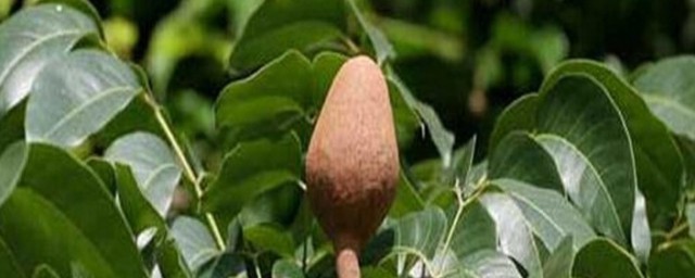 向天果怎样吃效果好 向天果的相关知识