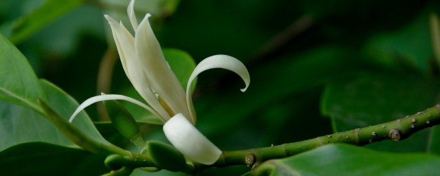 白兰花的营养价值 关于白兰花的功效