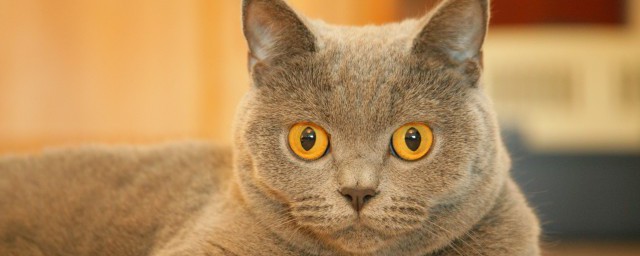 关于猫咪治愈句子 有关描写猫咪的句子