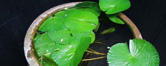 鱼池内盆栽莲藕的种植技巧 盆泥应该怎样做